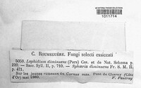 Platystomum diminuens image